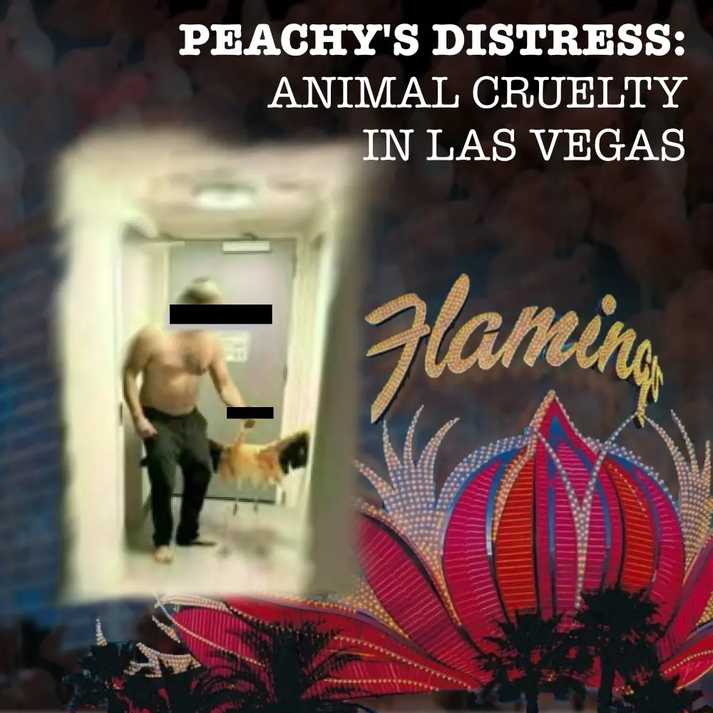 Peachey's Distress - Animal Cruelty in Las Vegas