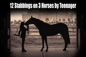 Las Vegas Horse Stabbing